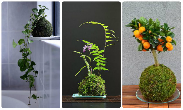 Kokedama Moss Balls sat on dishes